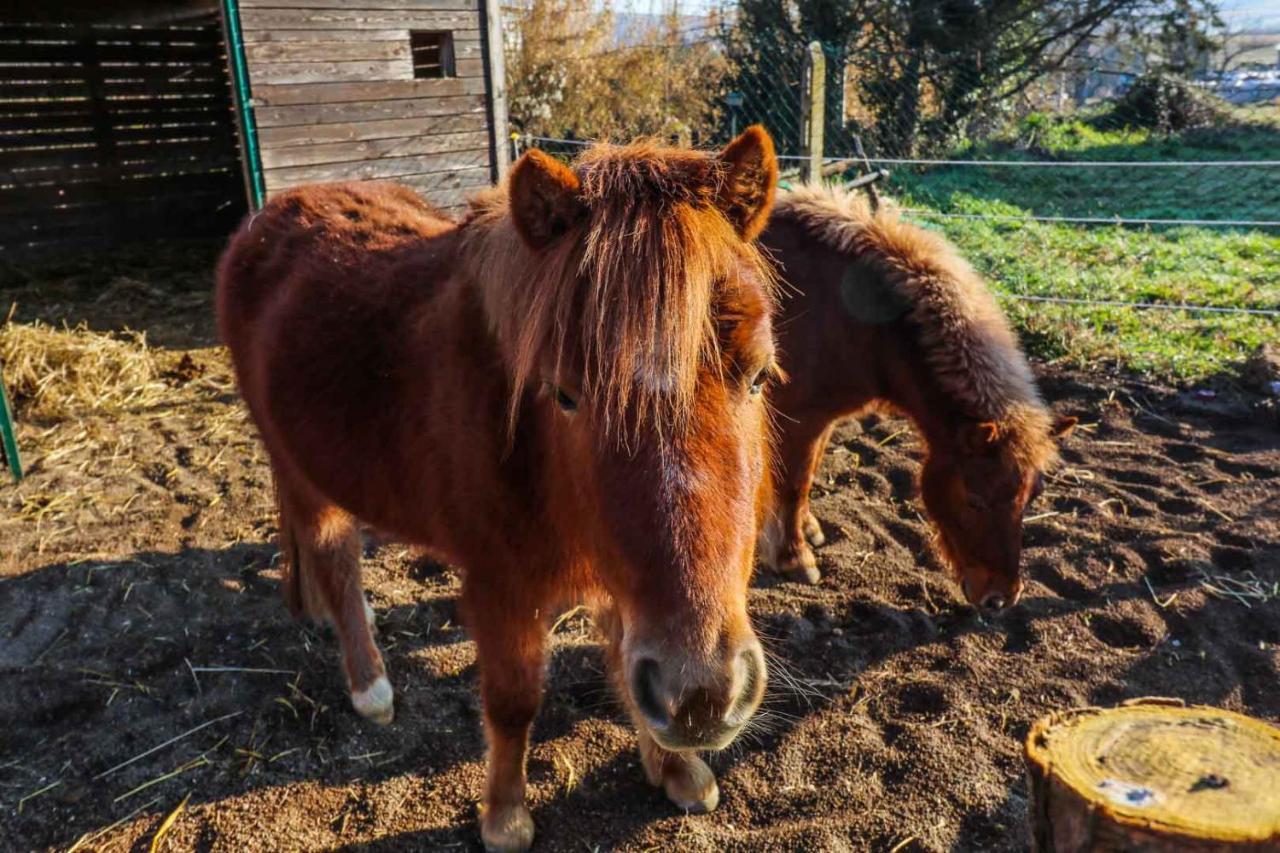 Agriturismo La Melazza روما المظهر الخارجي الصورة